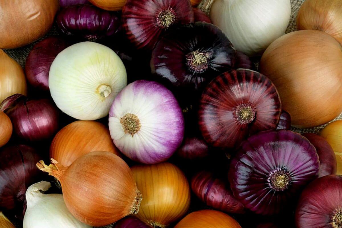 types of onions displayed to show and tell how to use onions