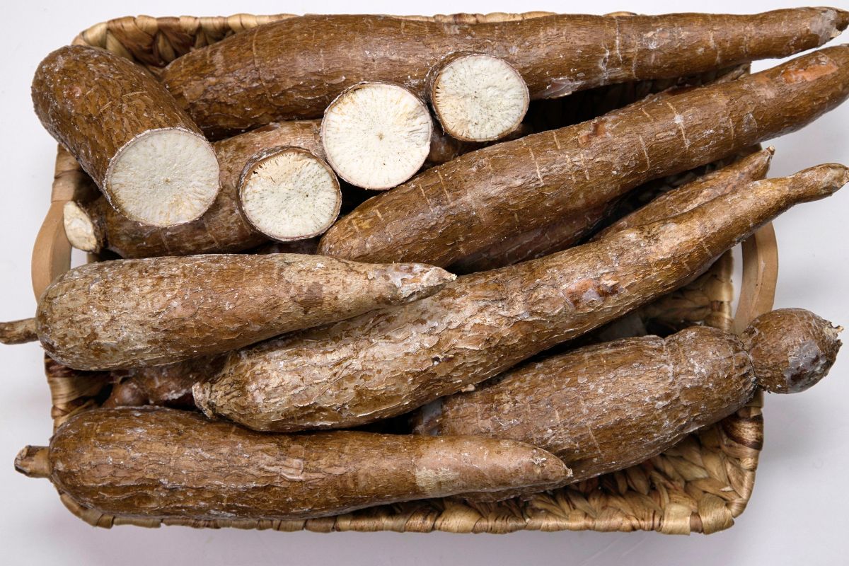cassava roots piled in a tray and some roots broken in half to show the inside